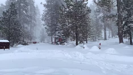 imágenes en 4k de una tormenta de nieve en el parque nacional de las secuoyas