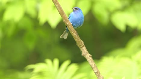 Hermoso-Y-Lindo-Pajarito-Azul-Sentado-En-El-Empavesado-índigo-Al-Aire-Libre-En-El-Bosque