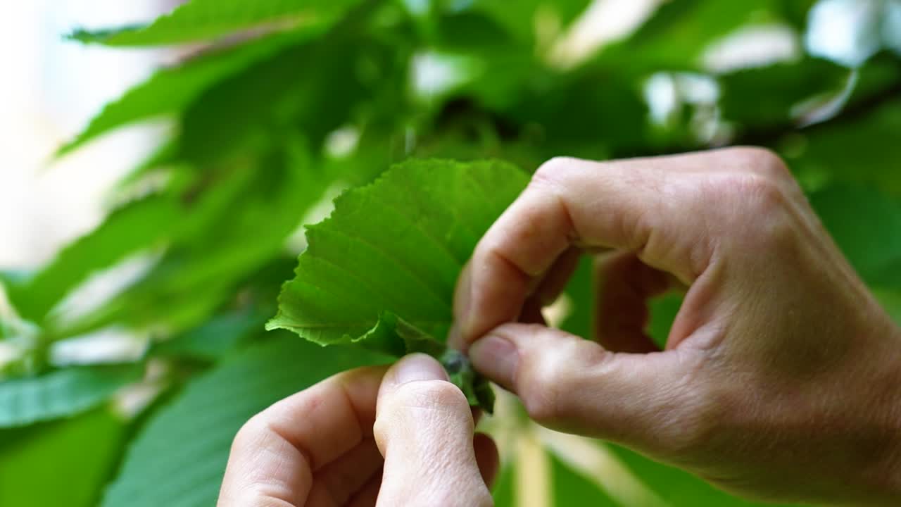 man picking a caterpillar from leaf - slow motion shot