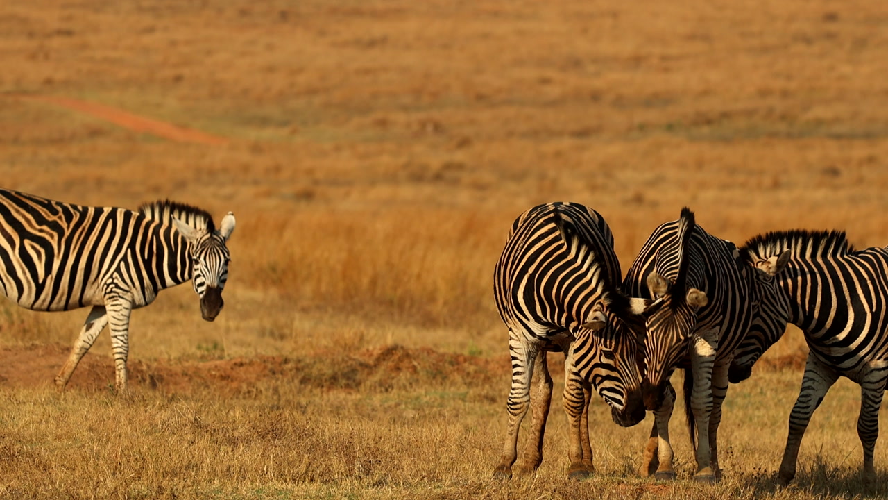 Greeting display by Burchell's zebra in veld forming close bonds, African safari