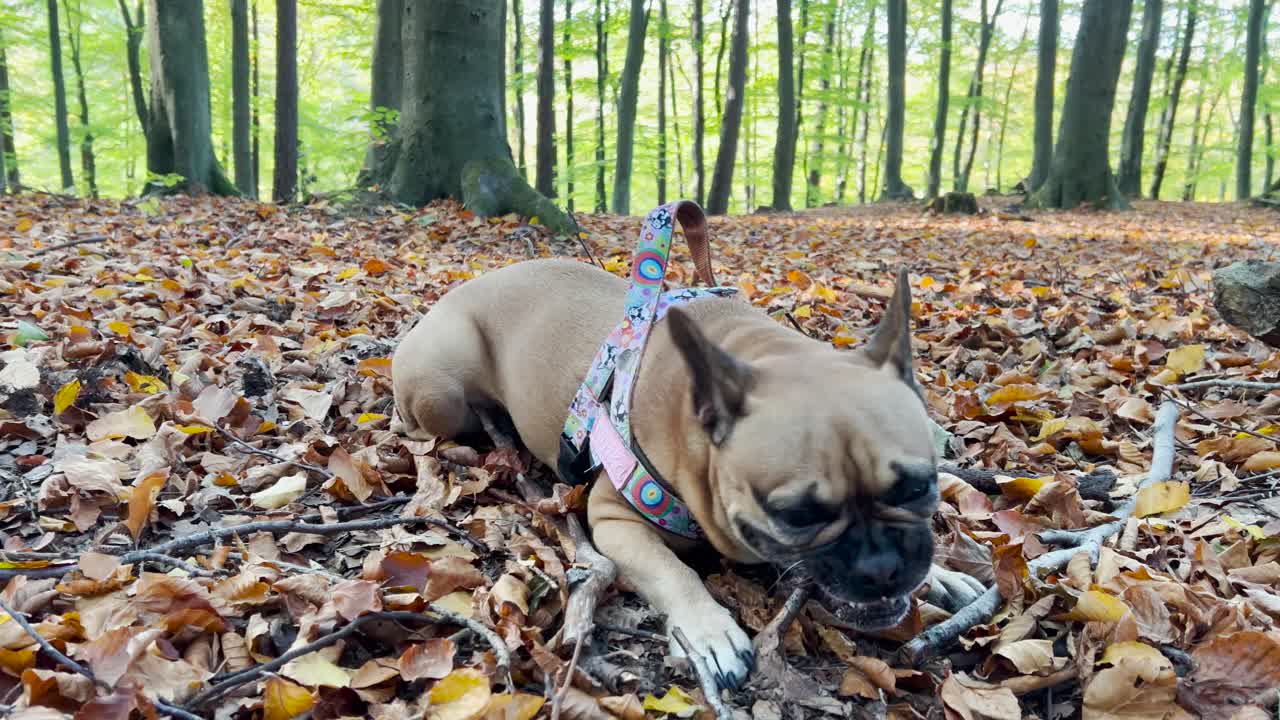 bulldog francés con correa mordiendo el bosque en el suelo del bosque con hojas de otoño caídas