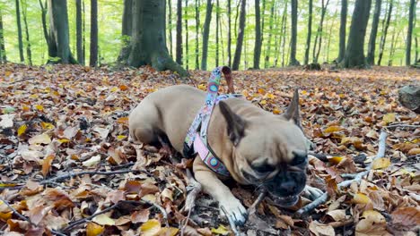 french bulldog on leash biting on woods on the forest ground with fallen autumn leaves