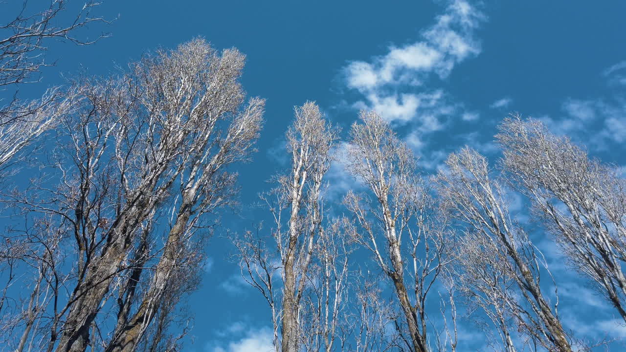Tall trees swaying calmly in the breeze with stunning blue sky behind them