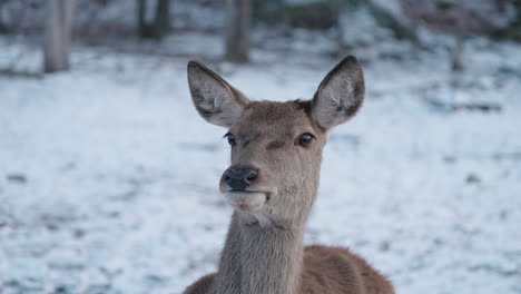 young deer sitting on snowy landscape - close up