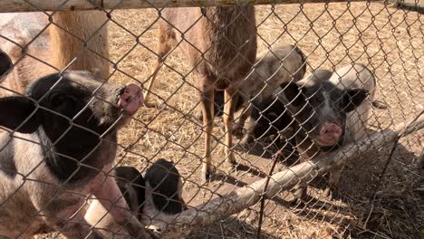 hand feeding pigs through a wire fence.