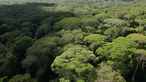 aerial view of a lush green forest
