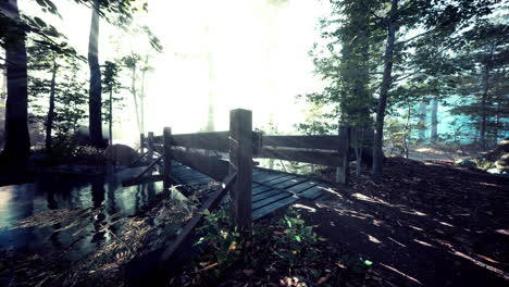 Escalones-De-Madera-En-El-Bosque-Desaparecieron-En-La-Espesa-Niebla