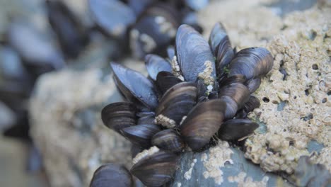 crostacei su roccia