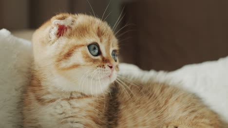 Portrait-of-a-cute-ginger-kitten