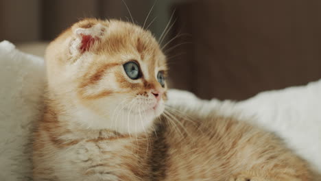retrato de un lindo gatito de jengibre