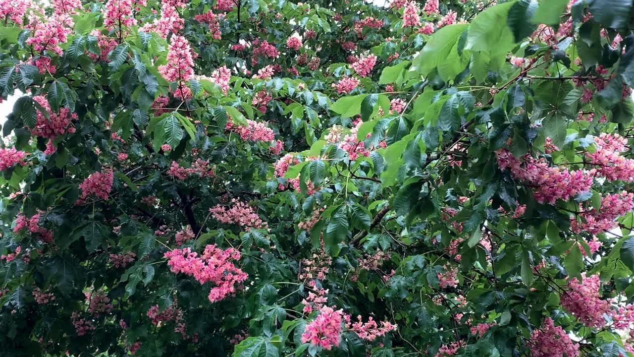 Pink flowers on a chestnut tree are affected by wind and rain