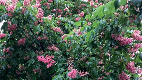 pink flowers on a chestnut tree are affected by wind and rain