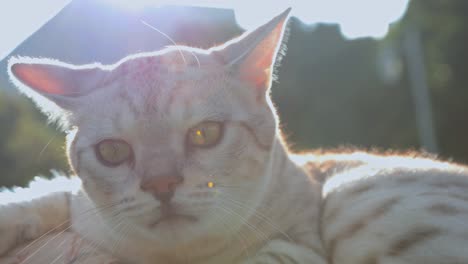 portrait of a beautiful cat