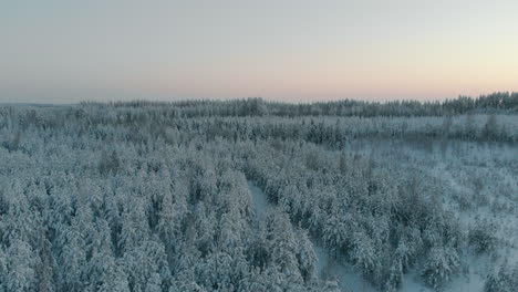 空中,追蹤,無人機拍攝,低,在雪覆蓋的樹木上方,芬蘭森林上方,在黃昏,在陽光明<unk>的冬天晚上,在saimaa湖,vuoniemi cape,在北卡雷利亞,芬蘭