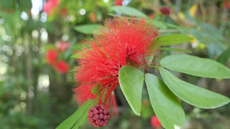 Primer-Plano-De-La-Hermosa-Flor-Roja-De-Calliandra-En-Un-Jardín-Tropical