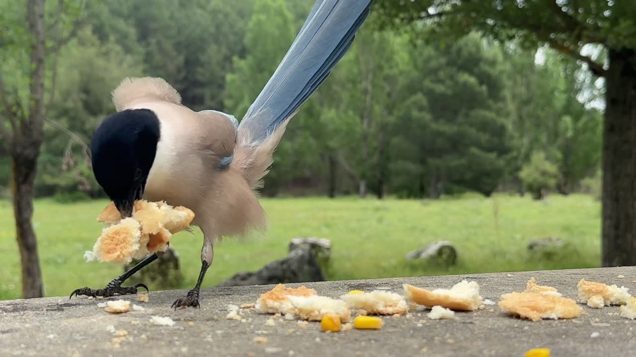 A Closeup view of a wild Iberian Magpie eating bread crumbs on a stony table outdoor, with a blurred forest landscape at the background.