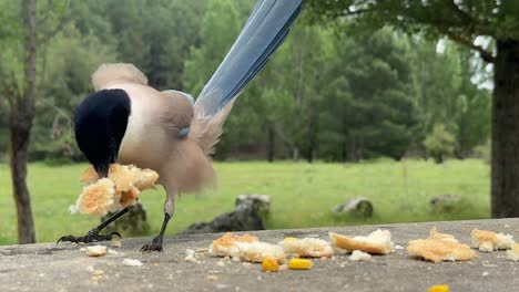 A Closeup view of a wild Iberian Magpie eating bread crumbs on a stony table outdoor, with a blurred forest landscape at the background.