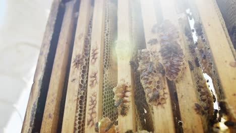 honeybees being smoked out of the box