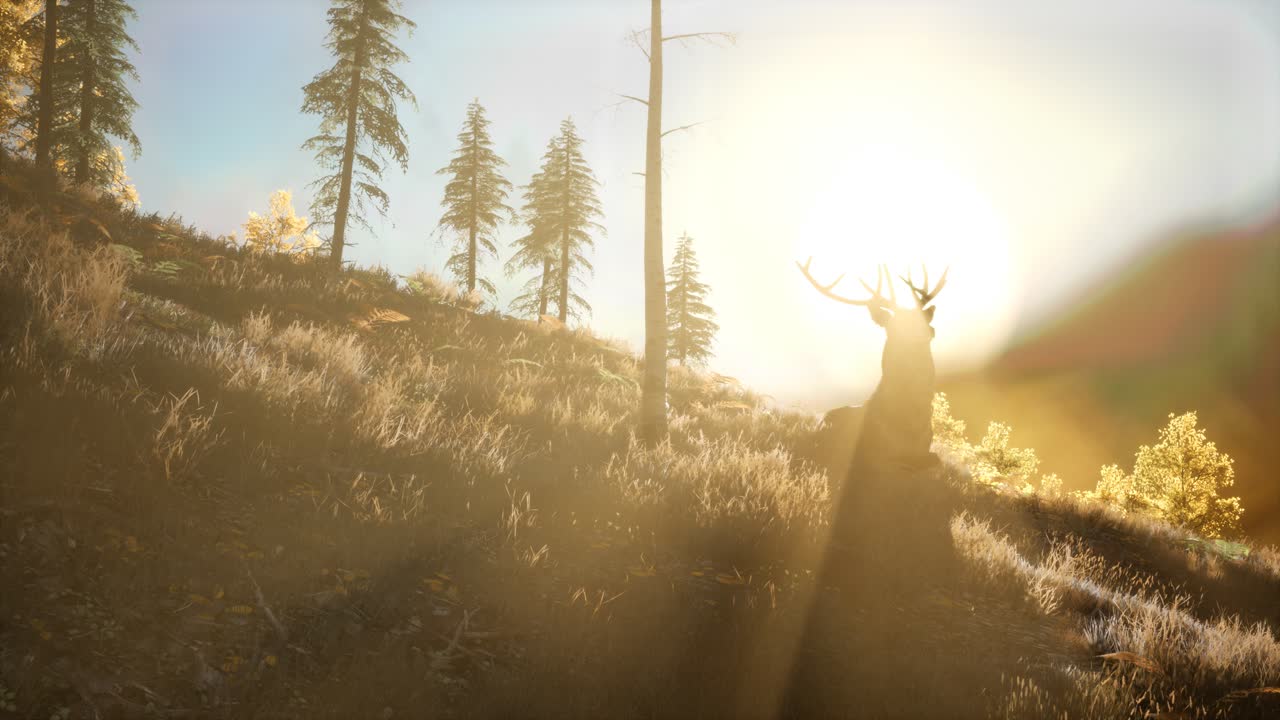 해가 지는 날 숲에서 사 ⁇  수 ⁇