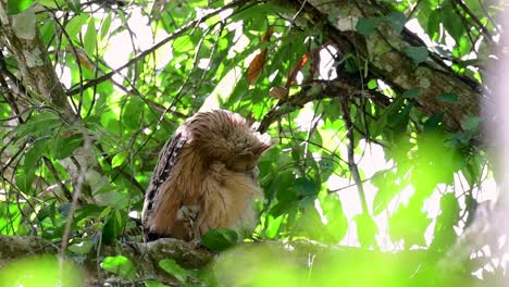 魚烏 (buffy fish owl) 是一個大型烏,但卻是四種烏中最小的