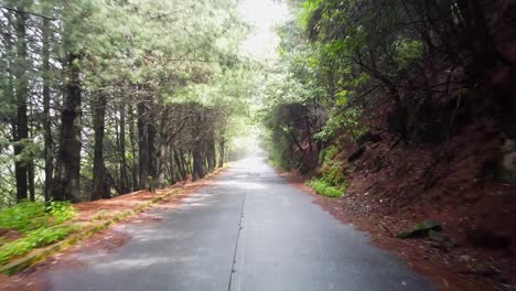 driving with sunlight shining through tree canopy on paved forest road