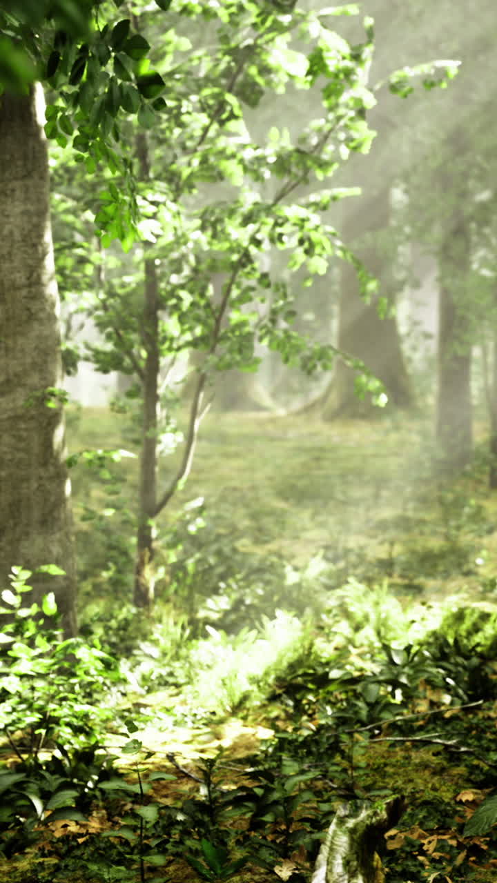 Sunlight filters through lush trees in an enchanting forest setting