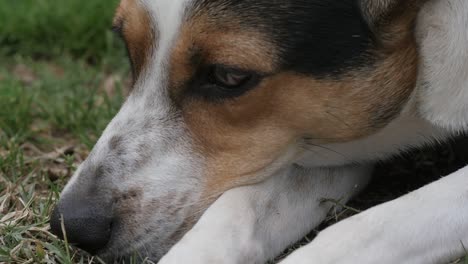 close up of a white sleepy dogs face on the lawn, slow motion