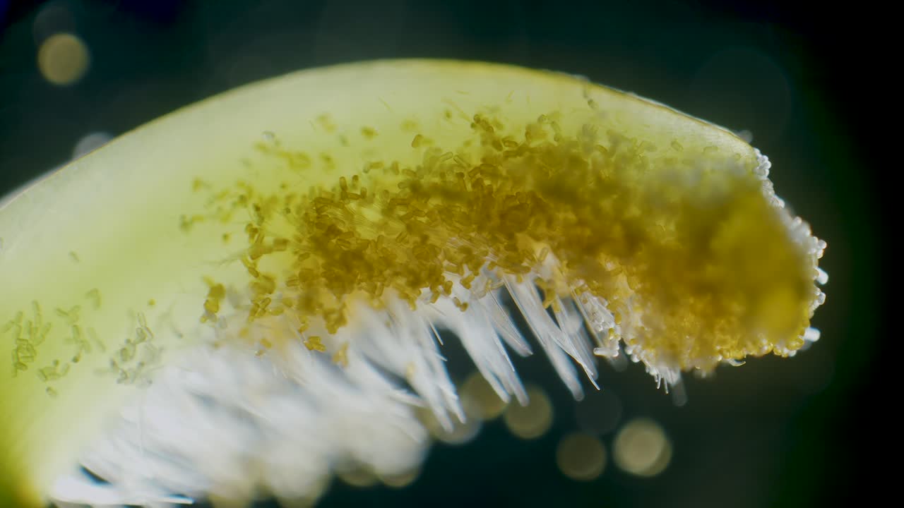 Pollen particles on pea stigma high magnification