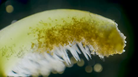 pollen particles on pea stigma high magnification