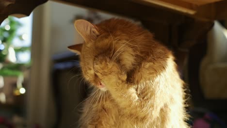 funny wet yellow cat shaking off water after bath and licks its paw