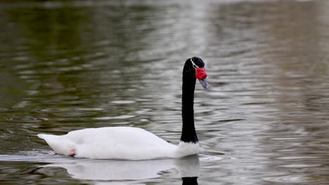 Ein-Eleganter-Schwan-Mit-Schwarzem-Hals,-Cygnus-Melancoryphus,-Der-An-Einem-Ruhigen-Nachmittag-über-Einen-Welligen-Fluss-Schwimmt,-Nahaufnahme