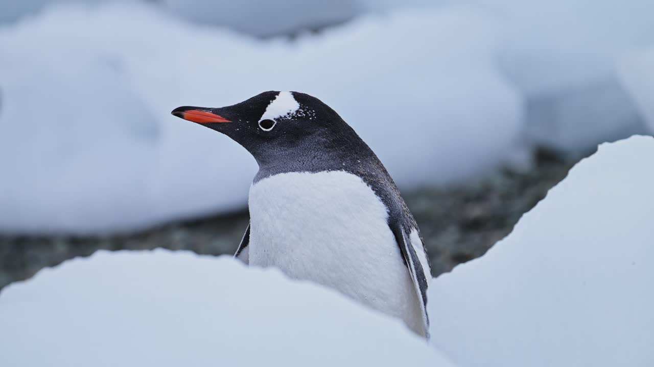 retrato de pingüino de cerca en icebergs en la playa en la antártida, pingüino gentoo en vida silvestre y animales vacaciones en la península antártica, hermoso pájaro lindo en área de conservación nevada en el paisaje de invierno