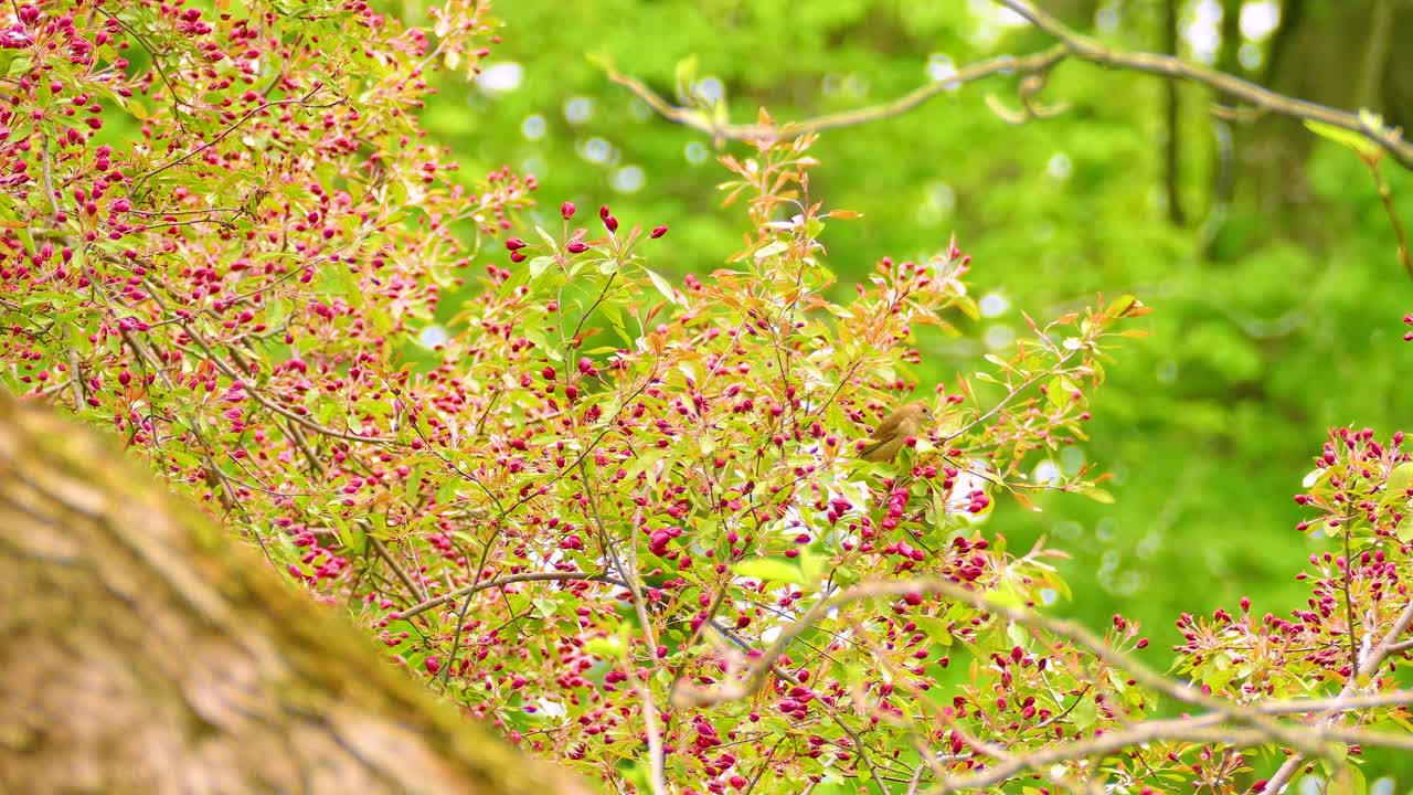 Wide shot of a Philadelphia Vireo foraging for food in a bush with red berries on a bright spring day in Canada