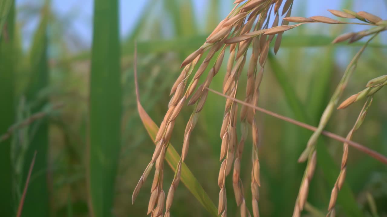 벼는 세계 대부분의 국가에서 주식이자 현금 작물입니다.