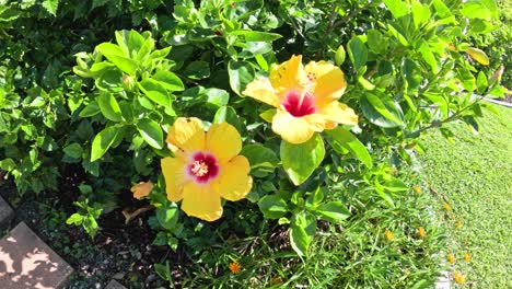 yellow hibiscus flowers blooming in a lush garden