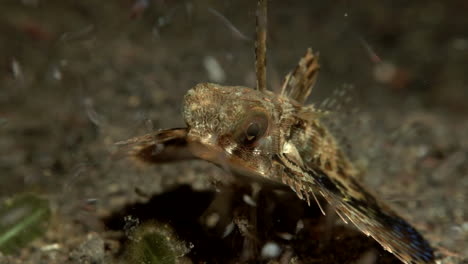 lizard fish feeding at night