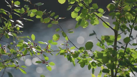 bright green leaves on the thin branches