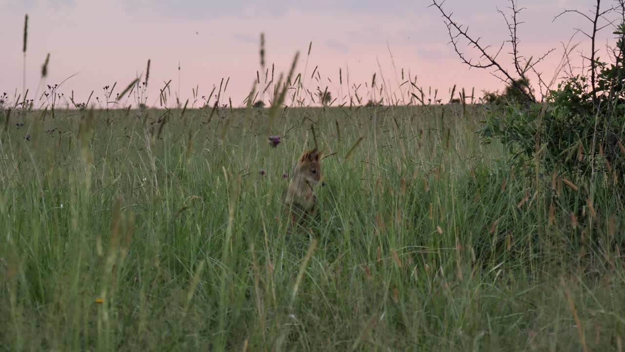 jabalíes salvajes en lo alto de la hierba alta del paisaje del atardecer, sudáfrica