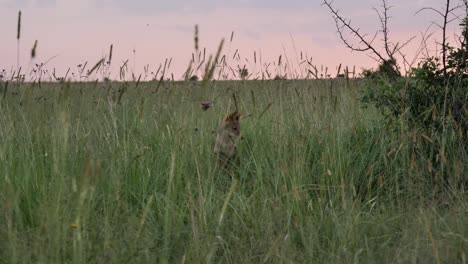 wild jackal hops high in tall grass of sunset landscape, south africa