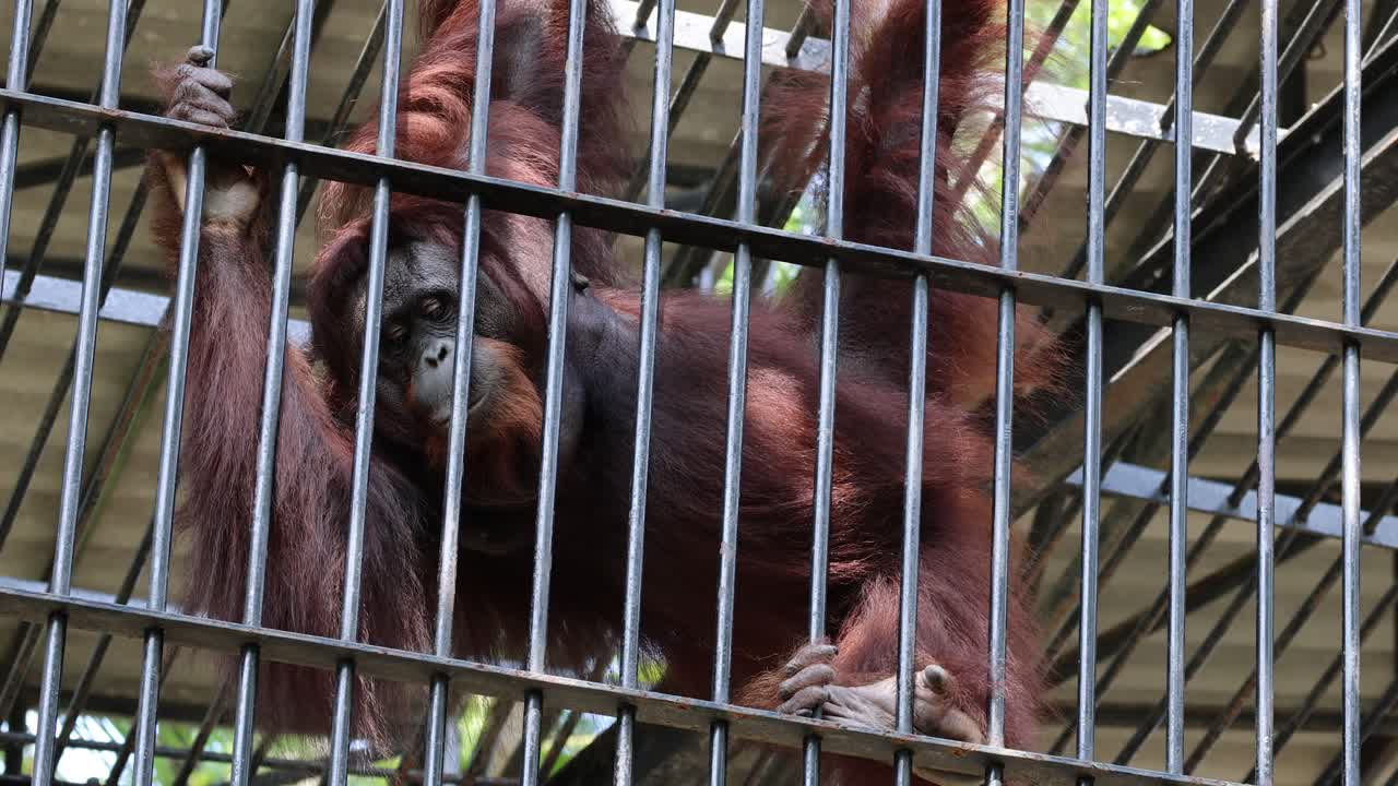 오랑우탄이 동굴 안에서 움직이고 있다.