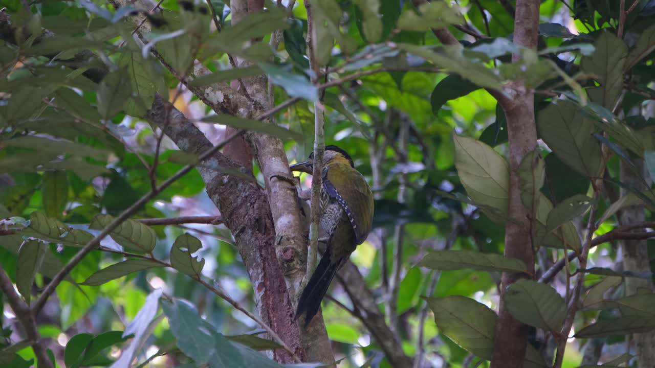 visto asomando la cabeza profundamente y lo tira hacia atrás para picotear la corteza con tanta fuerza