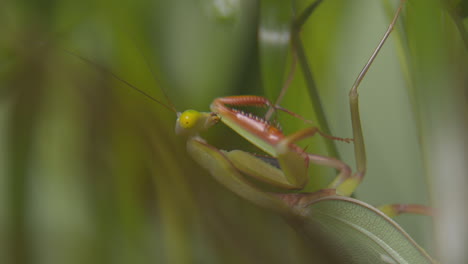 Cute-close-up-of-a-praying-mantis-moving-slowly-on-a-vibrant-green-background