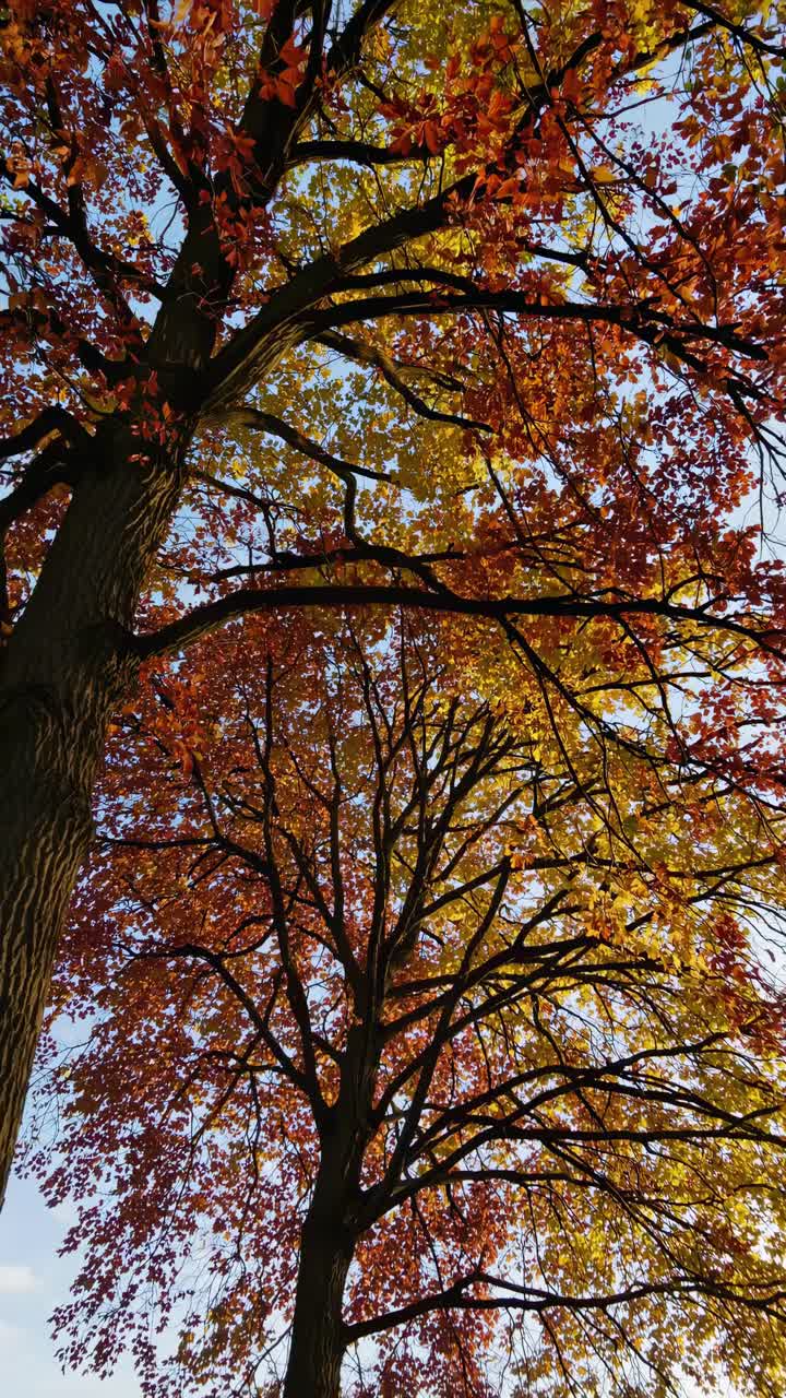Low-angle shot of autumn trees with vibrant red and yellow leaves against a clear sky, perfect