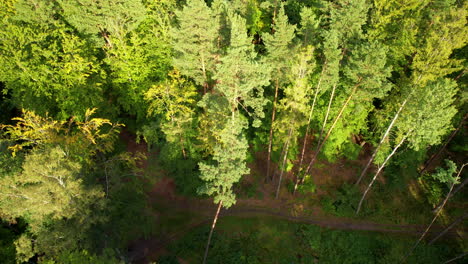 Paisaje-De-Bosque-Salvaje-Con-árboles-Verdes-A-La-Luz-Del-Sol-De-La-Mañana