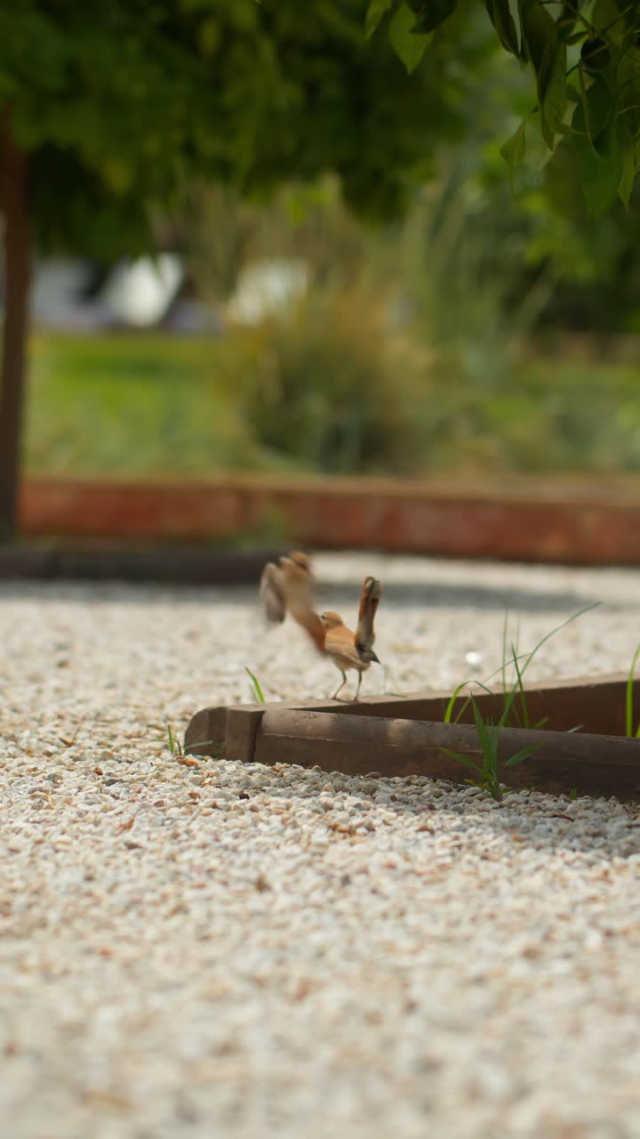 Small bird on stone path in Marrakesh, peaceful outdoor scene