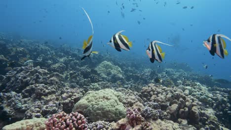 Small-group-of-beautiful-bannerfish-in-clear-blue-water-on-a-tropical-coral-reef-at-the-atoll-of-Fakarava,-French-Polynesia