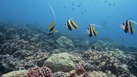 pequeño grupo de hermosos peces estandarte en aguas cristalinas en un arrecife de coral tropical en el atolón de fakarava, polinesia francesa