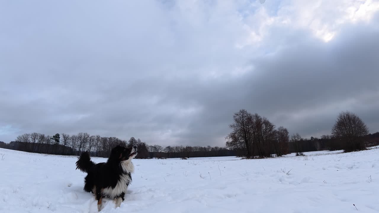Campo de visión amplio que muestra a un perro mordisqueando la nieve que cae mientras salta enérgicamente sobre un campo nevado