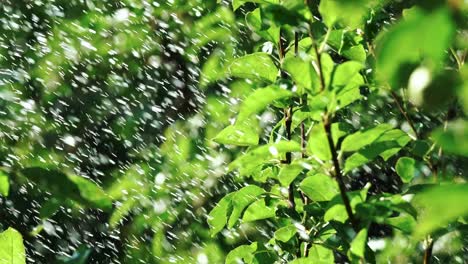 A green leaves of the trees were heated in the sun until a huge amount of water drops under great pressure wash it on a hot day. Drip irrigation. Blurred background. Close-up.