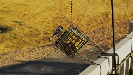 an adult black-capped chickadee eats at a backyard suet feeder